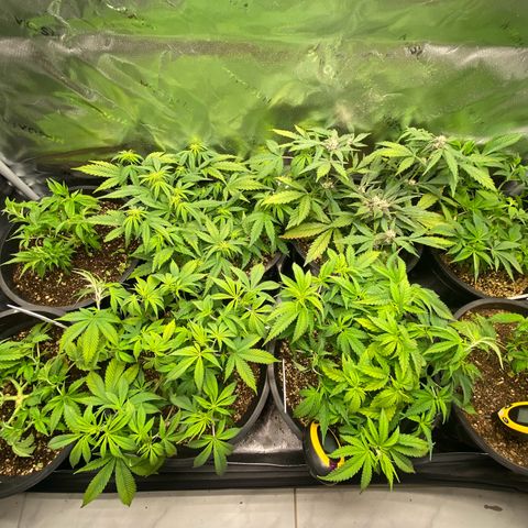 Red Critical Auto growlog timeline photo