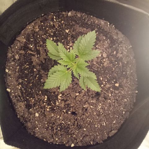 Gorilla  growlog timeline photo