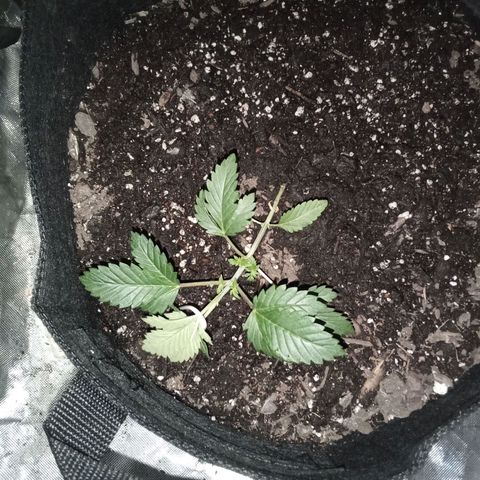 Gorilla  growlog timeline photo