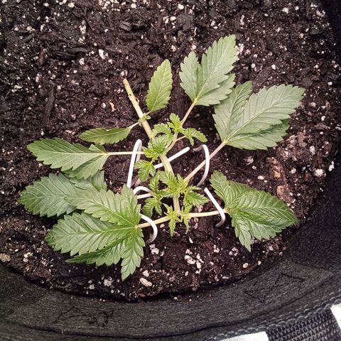 Gorilla  growlog timeline photo