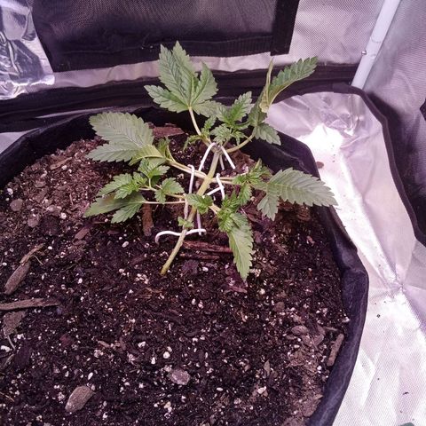 Gorilla  growlog timeline photo