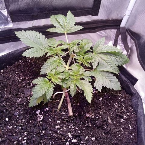 Gorilla  growlog timeline photo