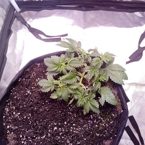 Gorilla  growlog timeline photo