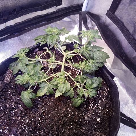 Gorilla  growlog timeline photo