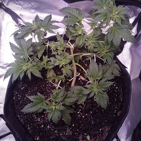 Gorilla  growlog timeline photo