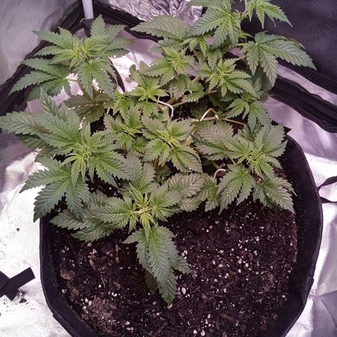 Gorilla  growlog timeline photo