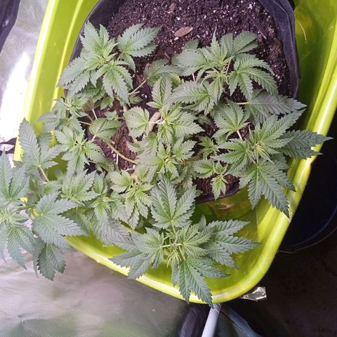 Gorilla  growlog timeline photo