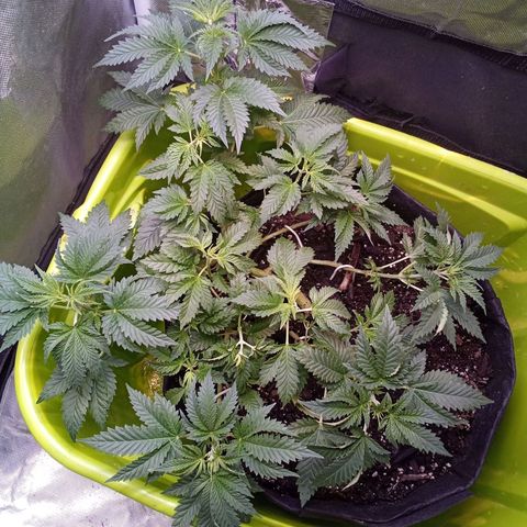 Gorilla  growlog timeline photo