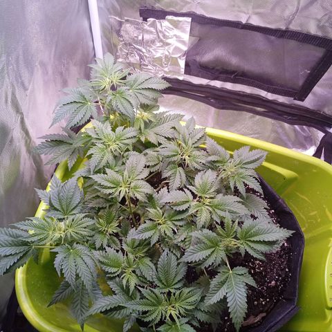 Gorilla  growlog timeline photo