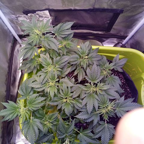 Gorilla  growlog timeline photo