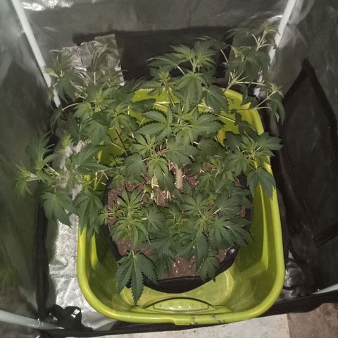 Gorilla  growlog timeline photo