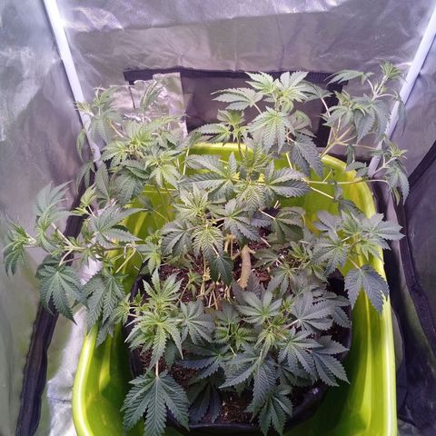 Gorilla  growlog timeline photo