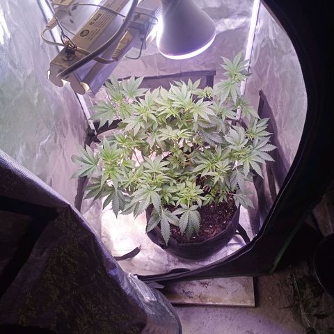 Gorilla  growlog timeline photo