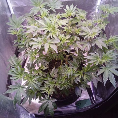 Gorilla  growlog timeline photo