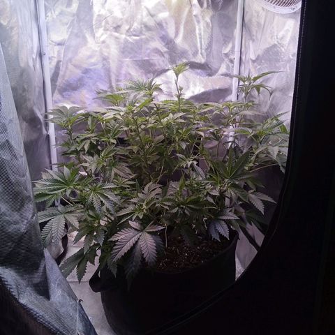 Gorilla  growlog timeline photo