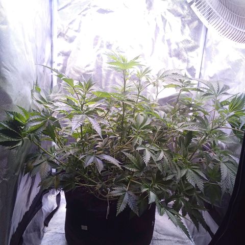 Gorilla  growlog timeline photo