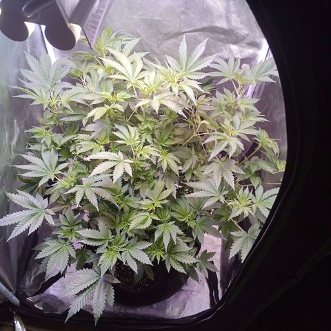Gorilla  growlog timeline photo