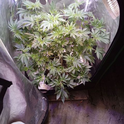 Gorilla  growlog timeline photo
