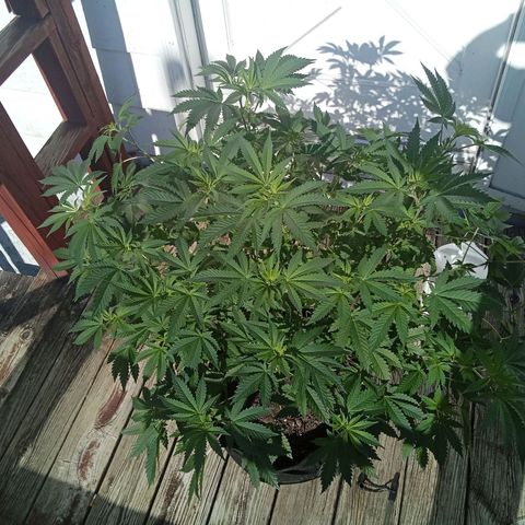 Gorilla  growlog timeline photo