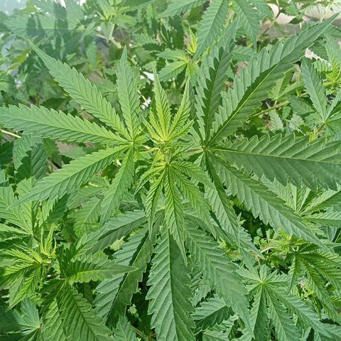 Gorilla  growlog timeline photo
