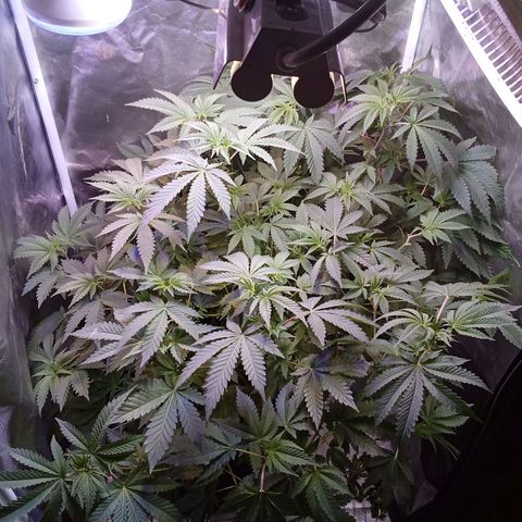 Gorilla  growlog timeline photo