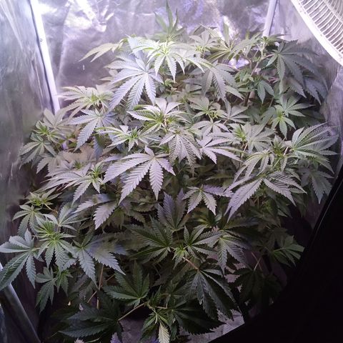 Gorilla  growlog timeline photo