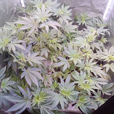 Gorilla  growlog timeline photo