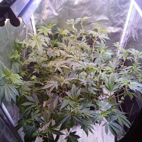 Gorilla  growlog timeline photo