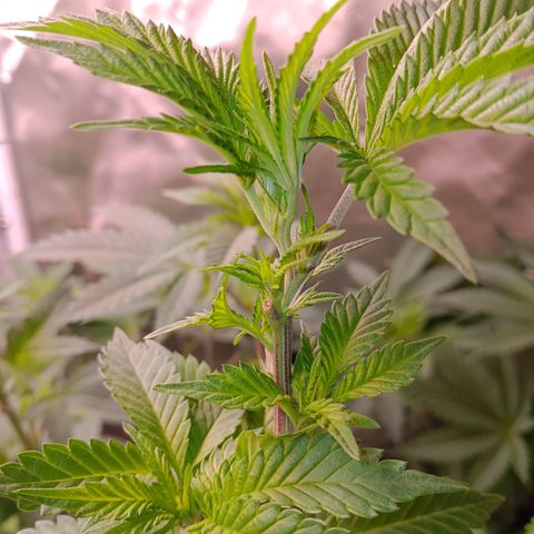 Gorilla  growlog timeline photo