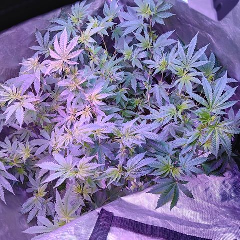 Gorilla  growlog timeline photo