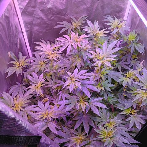 Gorilla  growlog timeline photo
