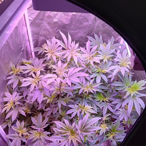 Gorilla  growlog timeline photo