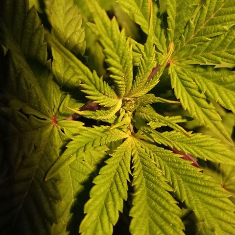 Gorilla  growlog timeline photo