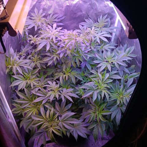 Gorilla  growlog timeline photo