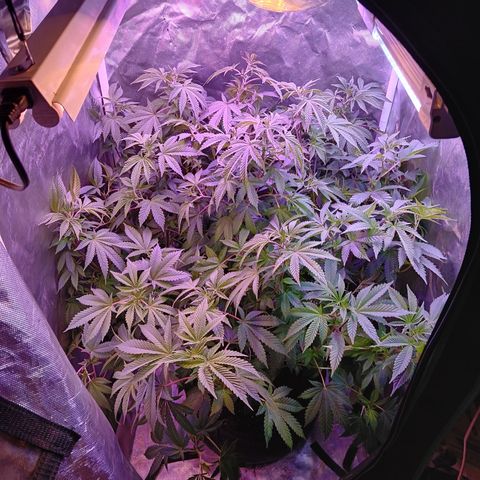 Gorilla  growlog timeline photo