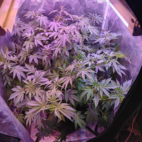 Gorilla  growlog timeline photo