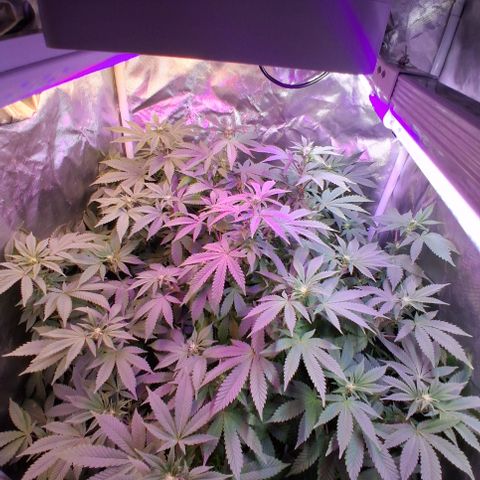 Gorilla  growlog timeline photo