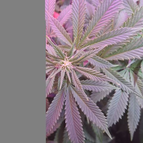 Gorilla  growlog timeline photo