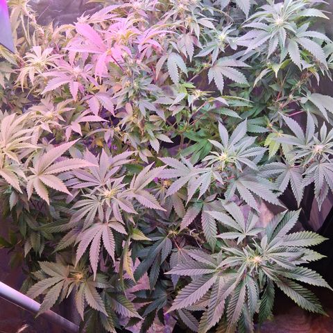Gorilla  growlog photo: Trim a lot 