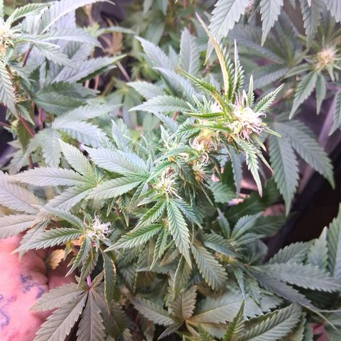 Gorilla  growlog photo: Trim a lot 