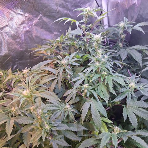 Gorilla  growlog photo: Trim a lot 