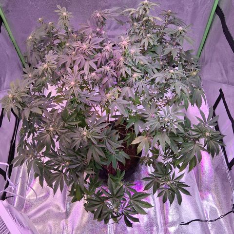 Gorilla  growlog timeline photo