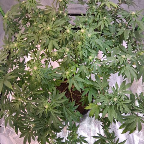 Gorilla  growlog timeline photo