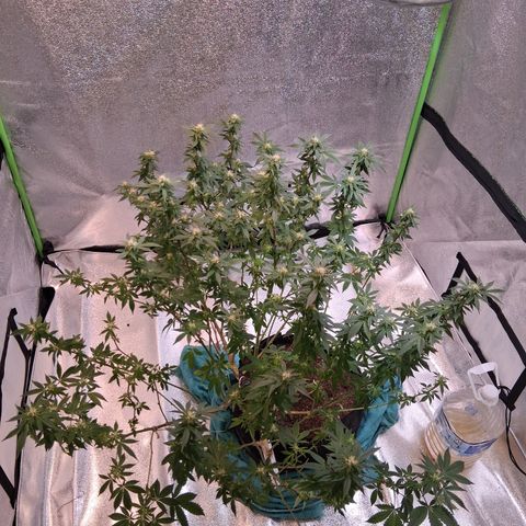 Gorilla  growlog timeline photo