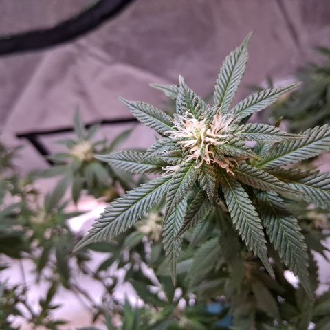 Gorilla  growlog timeline photo
