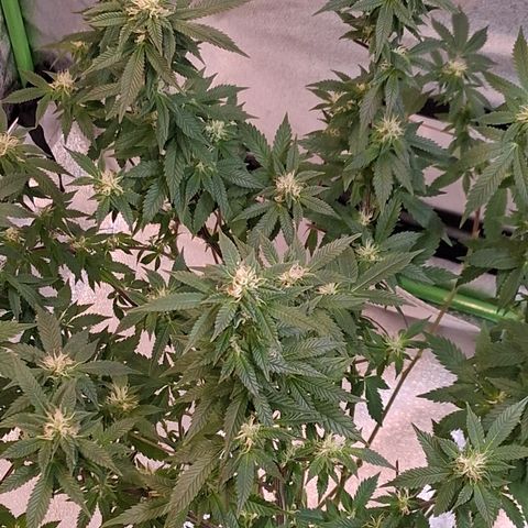Gorilla  growlog timeline photo