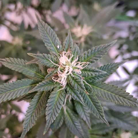 Gorilla  growlog timeline photo