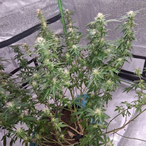 Gorilla  growlog timeline photo