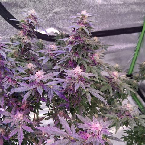 Gorilla  growlog timeline photo