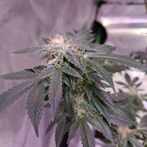 Gorilla  growlog timeline photo